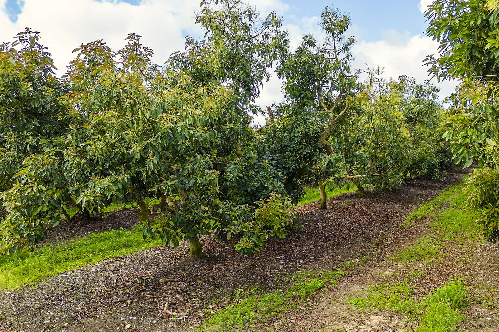 Avocado orchard rows in full leaf