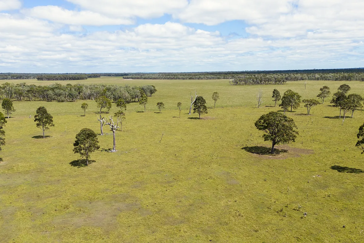 Cattle grazing improved pasture in Queensland