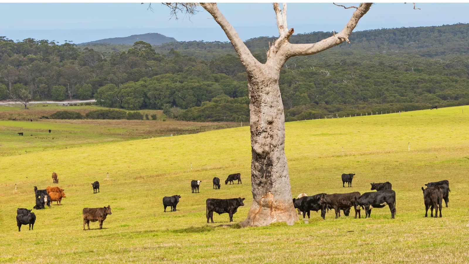 Beef cattle resting under a shade tree on green pasture
