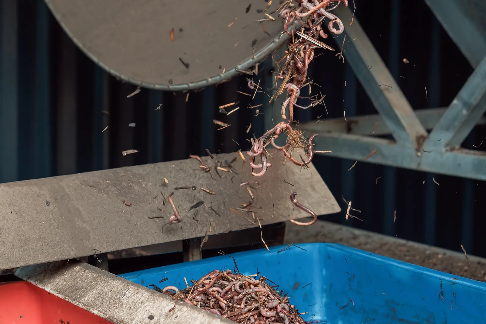 Worm castings being loaded at Kookaburra Worm Farms, where each Balance batch is brewed