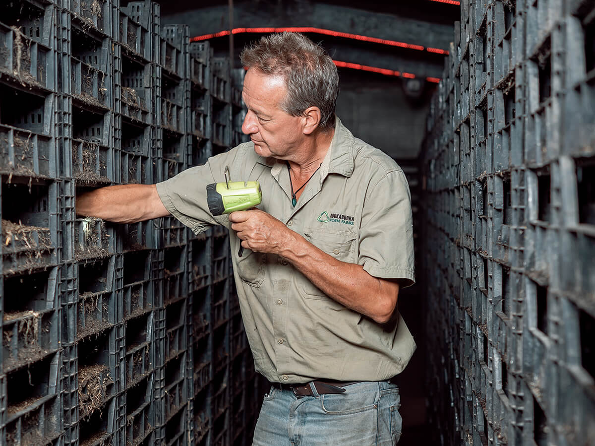 George Mingin inspecting worm beds at Kookaburra Worm Farms