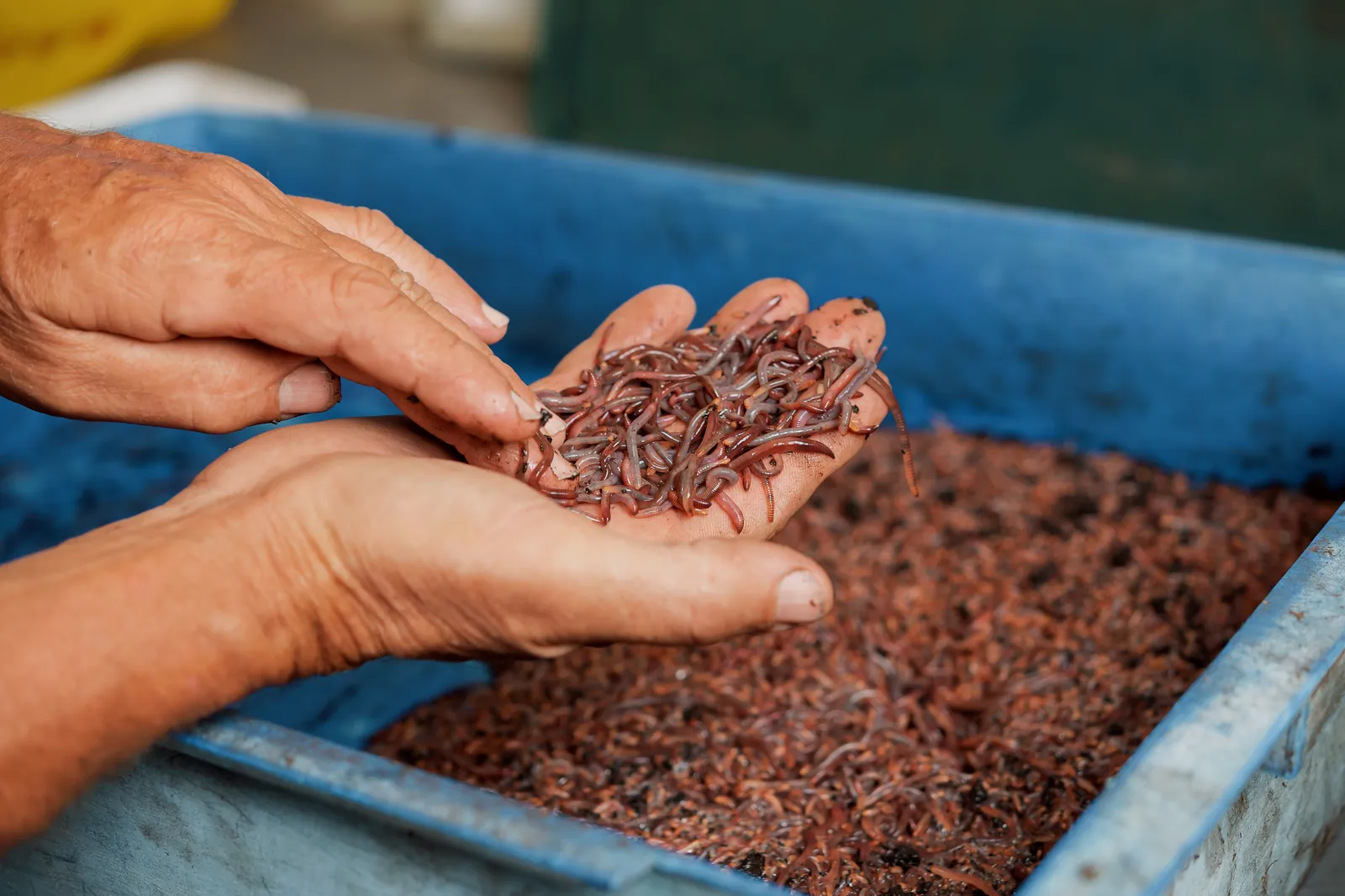 A handful of compost worms and castings from the Kookaburra Worm Farms beds