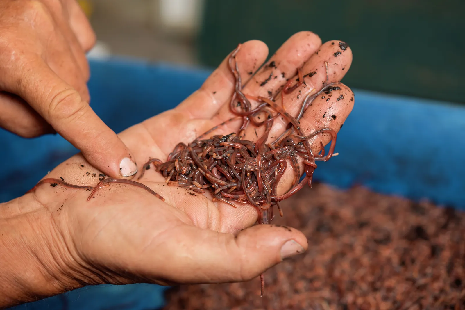 Hands holding living castings and worms from the beds