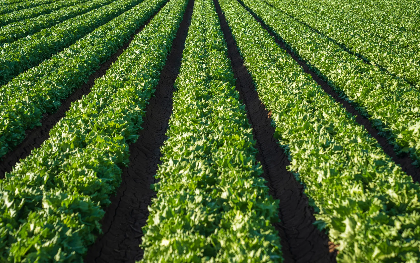 Rows of lettuce in a commercial vegetable paddock