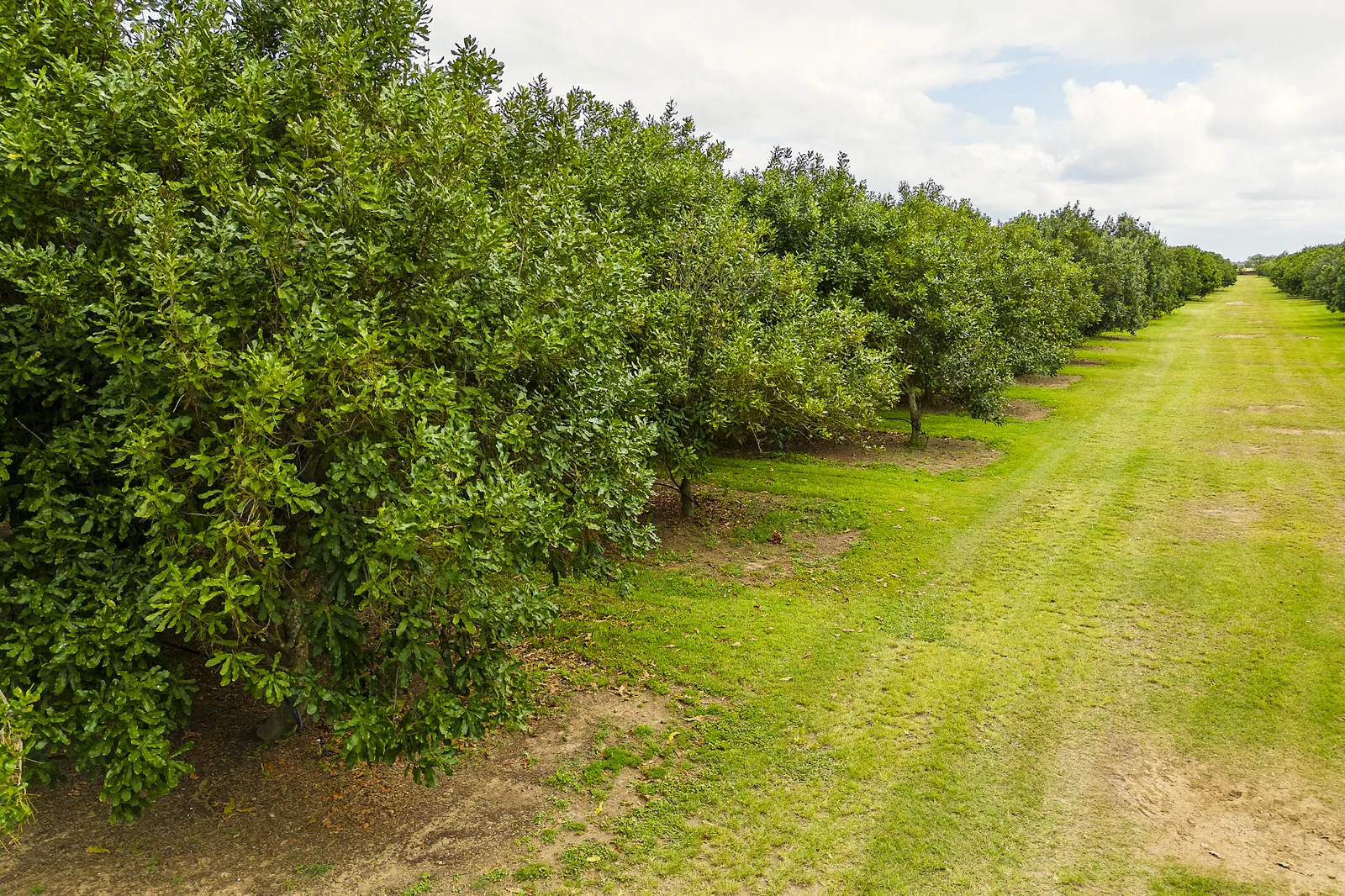 Macadamia orchard rows, the setting of the macadamia yield trial