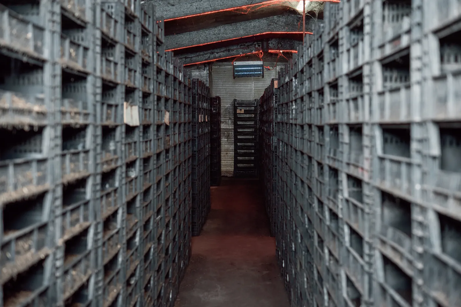 An aisle of worm beds inside the shed at Kookaburra Worm Farms